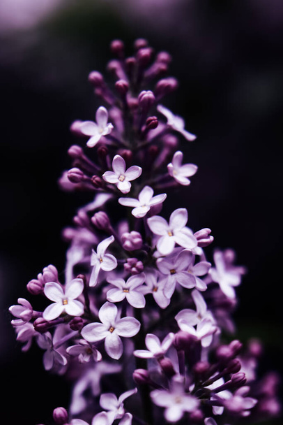 Beautiful lilac blossom. Dark spring background with soft focus. - Zdjęcie, obraz