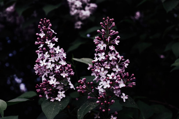 blooming lilac tree, dark spring background, close-up shot of purple buds - Foto, Imagen