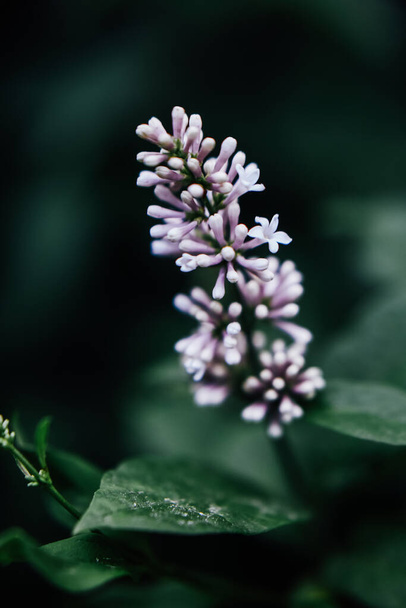 blooming lilac twigs, beautiful spring natural background with blurred - Φωτογραφία, εικόνα