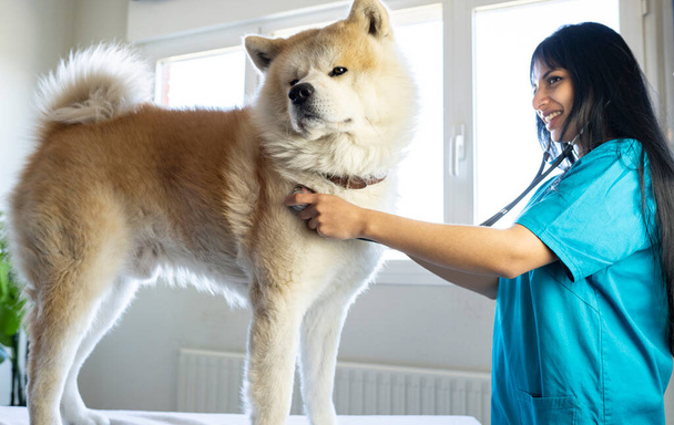 κτηνίατρος συνοδεύει ένα μεγάλο σκυλί στο γραφείο με στηθοσκόπιο - Φωτογραφία, εικόνα