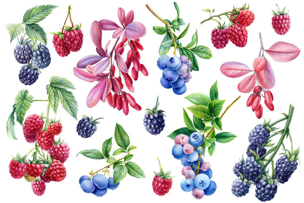 Akvarell bogyók málna, szeder, áfonya és borbolya elszigetelt fehér háttér, botanikai illusztráció - Fotó, kép