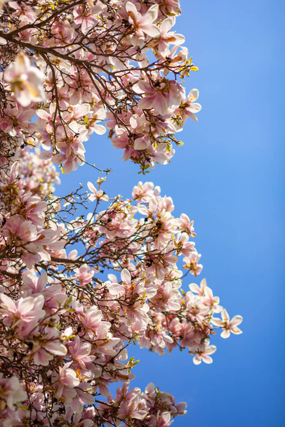 Magnolia virágzó fa ágak virágszirmokkal tavasszal Prágában és kék ég - Fotó, kép