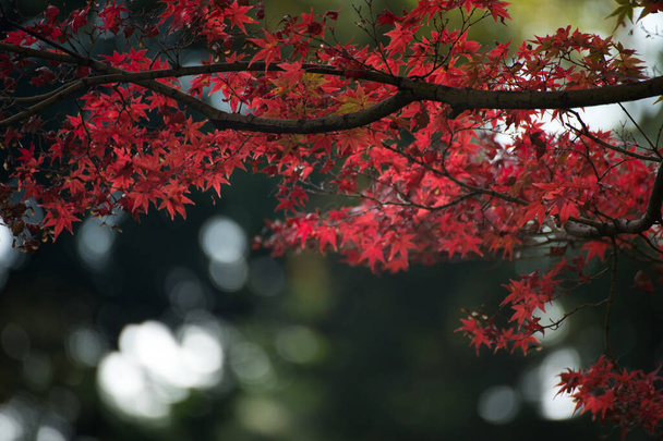 Foglie di autunno di acero giapponese in giorno di luce del sole. - Foto, immagini