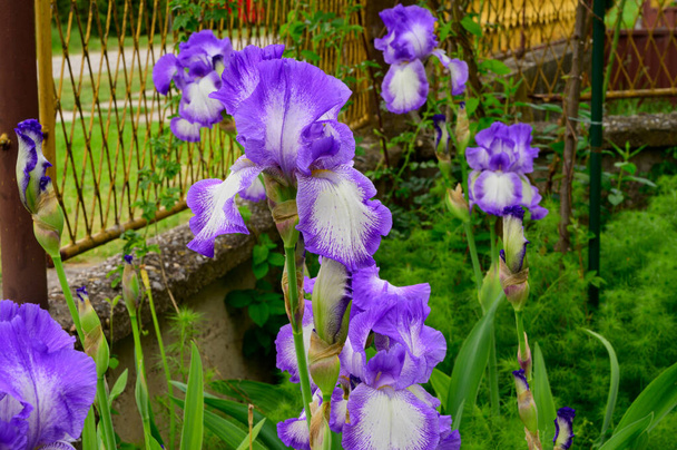 beautiful irises growing in garden at spring sunny day  - Photo, Image