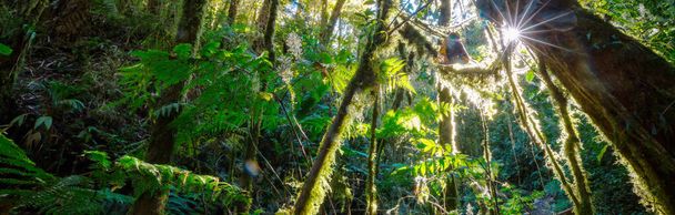 Kaunis vihreä trooppinen viidakko luonnollinen tausta - Valokuva, kuva