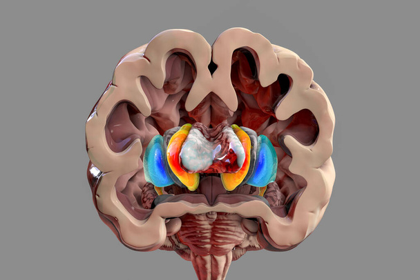 Ihmisen aivoanatomiaa, tyvihermosoluja. 3D-kuva osoittaa caudate ydin (oranssi), putamen (sininen), ja sivusuunnassa kammiot (harmaa) - Valokuva, kuva