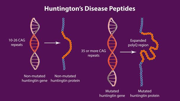 Молекулярная генетика болезни Хантингтона, трехмерная иллюстрация. Здоровая и мутантная белковая последовательность Хантингтина с полиглутаминовым расширением (polyQ), 3D иллюстрация - Фото, изображение