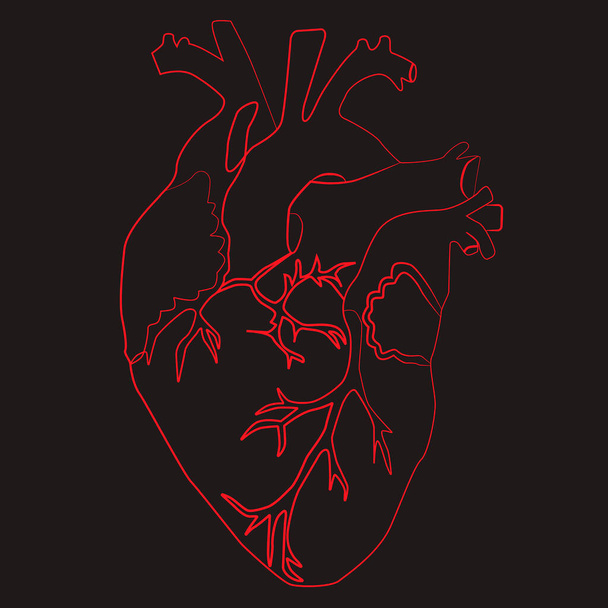 Esbozo de arte de línea del corazón humano, ilustración vectorial - Vector, Imagen