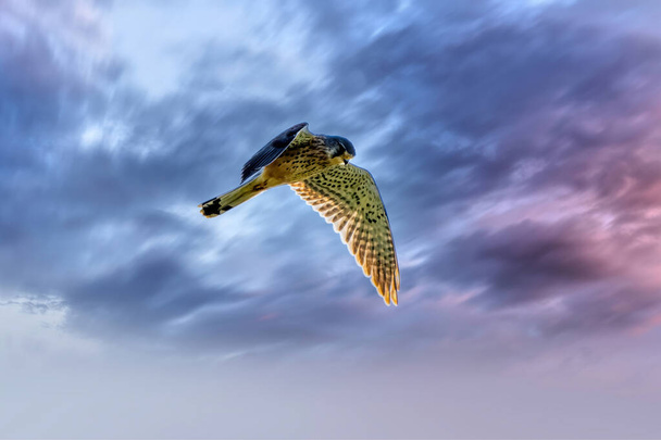 Kestrel bird of prey hovers against a dramatic sky with colorfull blue and purple clouds, hunting for prey. Background, copy space - Photo, Image