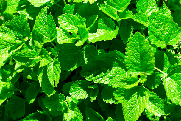 green mint bush top view background backdrop. High quality photo - Photo, Image