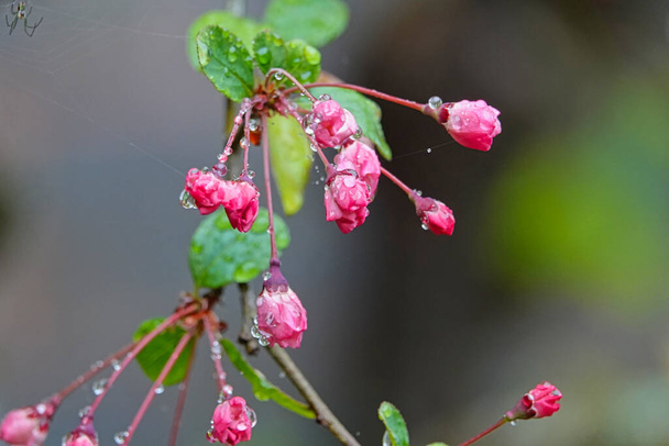 Az esőcseppek beborították a vörös rügyeket és a zöld leveleket.Vonat, cseresznyevirág, fa, felhő. Különböző kilátás nyílik Alishan Nemzeti Erdő Rekreációs Terület Chiayi megyében, Tajvan. 2021. március 21.. - Fotó, kép