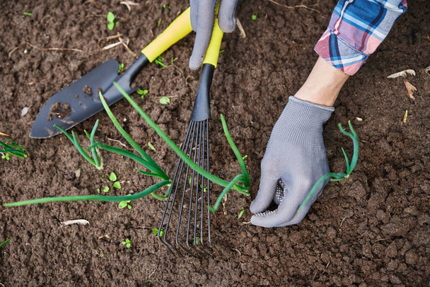 Jardinero manos deshierbe cebolla en el jardín - Foto, imagen