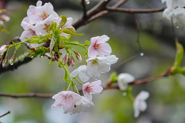 A cseresznyefát ködfelhők veszik körül.Vonat, cseresznyevirág, fa, felhő. Különböző kilátás nyílik Alishan Nemzeti Erdő Rekreációs Terület Chiayi megyében, Tajvan. 2021. március 21.. - Fotó, kép