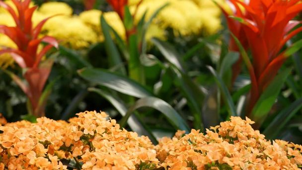Flowers decoration for Chinese New Year. Red yellow ornamental flowerbed from chrysanthemum, hydrangea and guzmania. Multicolored bloom of juicy exotic plants, close up soft focus floral background - Photo, Image