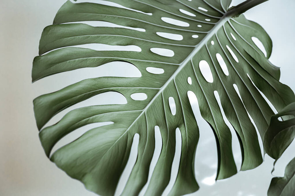 Текстуровані листя рослини монстрів крупним планом
. - Фото, зображення