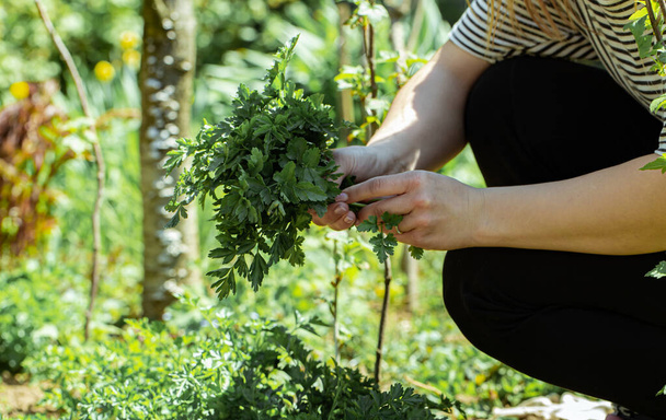 A mão de uma mulher escolhe folhas de salsa no jardim. - Foto, Imagem