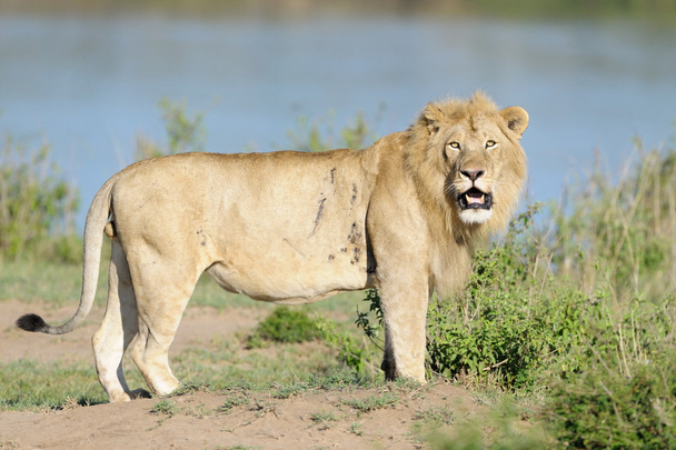Lion mâle debout au bord de la rivière
. - Photo, image