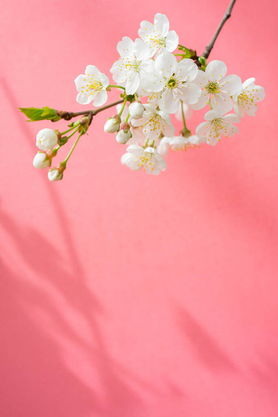 Blooming cherry branch. Spring white flowers. Wine tree in bloom.  - Photo, Image