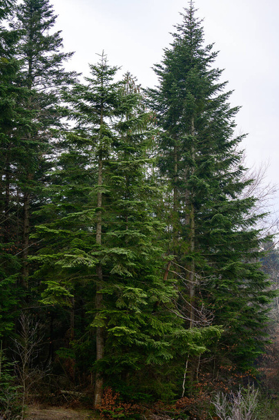 Les épinettes et les pins verts à feuilles persistantes sont couverts de givre, de gelées matinales dans la forêt. - Photo, image