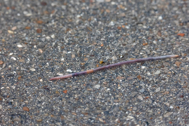 Een regenworm kruipt over het natte asfalt van een weg - Foto, afbeelding