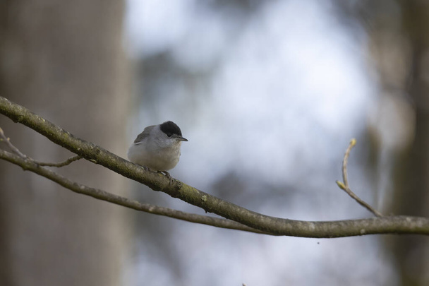 A blackcap sings in the forest on a branch against a blurred background - Photo, Image