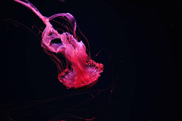 Naranja roja Medusas japonesas de ortiga - Foto, imagen