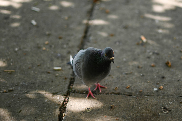 Divoká zvěř, jeden holub chodí po zemi a hledá jídlo. nový - Fotografie, Obrázek