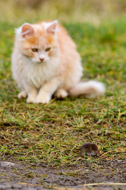 Пушистый питомец играет со своей добычей, кротом в качестве корма для кошки, грызуном и кошкой. новый - Фото, изображение