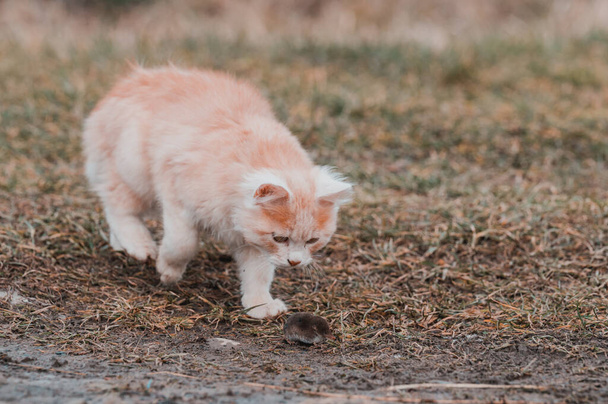 Egy bolyhos kisállat játszik a zsákmányával, egy anyajegy, mint egy macska, egy rágcsáló és egy macska eledele. új - Fotó, kép