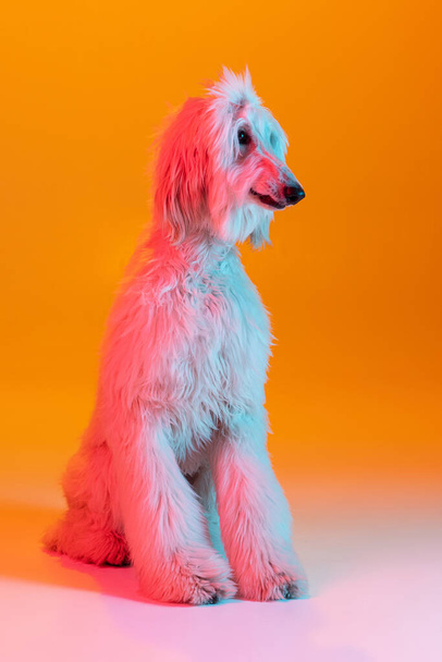 Portrait of big beautiful Afghan dog posing isolated on yellow background in neon light. - Photo, Image