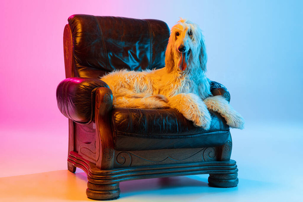 Retrato de un gran perro afgano de raza pura acostado en un sillón aislado sobre un fondo blanco rosado degradado. - Foto, imagen