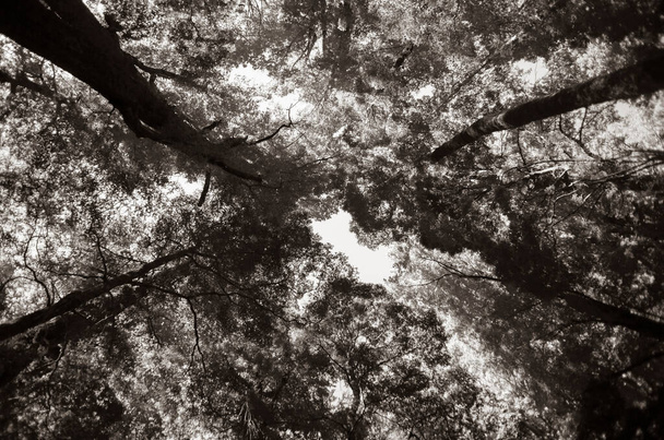 Сепия тонизированное изображение зрения через листву и стволы деревьев в Новозеландский лесной навес в голубое небо - Фото, изображение