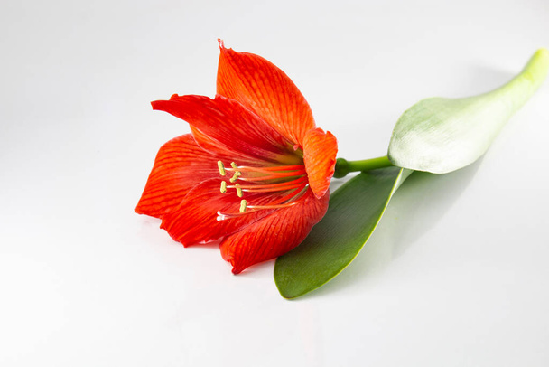 Hippeastrum or Amaryllis flower , Orange amaryllis flower beautifully displayed with leaves. - Photo, Image