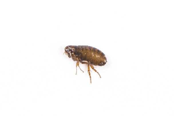 Flea on white background close-up. Destruction of parasites in pets - 写真・画像