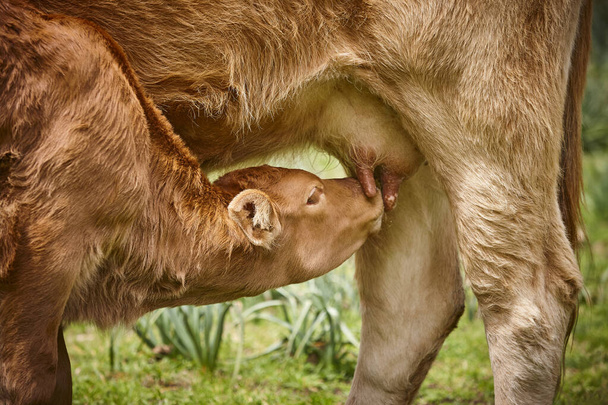 母親からの子牛の乳抜き。牛の牛だ。看護師 - 写真・画像