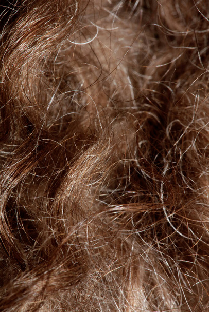 Perro pelos rizados marrón cerca lagotto romagnolo fondo abstracto moderno de alta calidad impresiones de gran tamaño - Foto, imagen