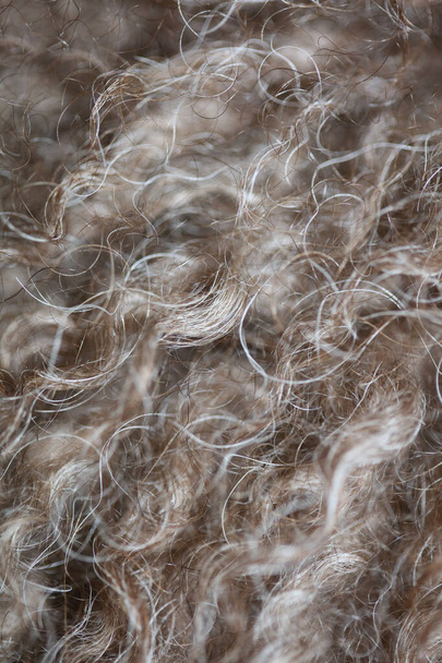 Chien brun poils bouclés gros plan lagotto romagnolo abstrait fond moderne de haute qualité impressions de grande taille - Photo, image