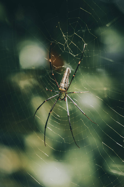 Giant golden orb weaver and its 8 long legs with bright colored joints fully stretched in the nets view. waiting for prey like flying insects to entangled in the cobweb. - Photo, image