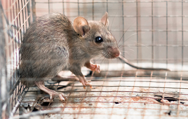 Domowy szczur uwięziony w metalowej klatce pułapki na myszy. koncepcja strachu i zwalczania szkodników. - Zdjęcie, obraz