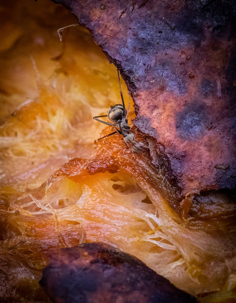 Ameise frisst faule Mangofrucht aus nächster Nähe, schlechter Geruch lockt Käfer und Insekten an die stinkende Nahrung. - Foto, Bild