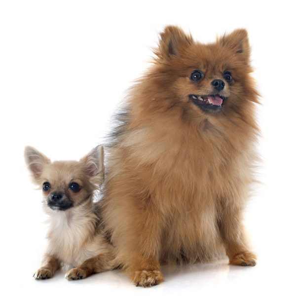 chihuahua de cachorro e spitz
 - Foto, Imagem