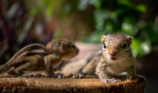 Cute and orphan squirrel baby siblings wander on top of a cut-down tree trunk. The concept of the family stays together no matter what. close up baby turns and looking at the camera curiously. - Photo, Image