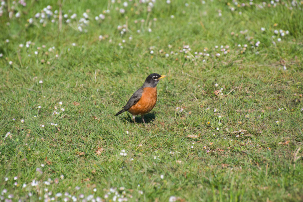 American robin resting on the ground.   Vancouver BC Canada  - Photo, Image