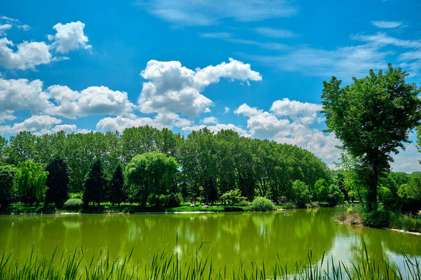 Zelený veřejný a přírodní park v Burse během slunečného dne. Park s malým rybníkem za zelenou trávou a čerstvými stromy v jarním čase s modrou oblohou a bílými mraky v denním čase ráno. - Fotografie, Obrázek