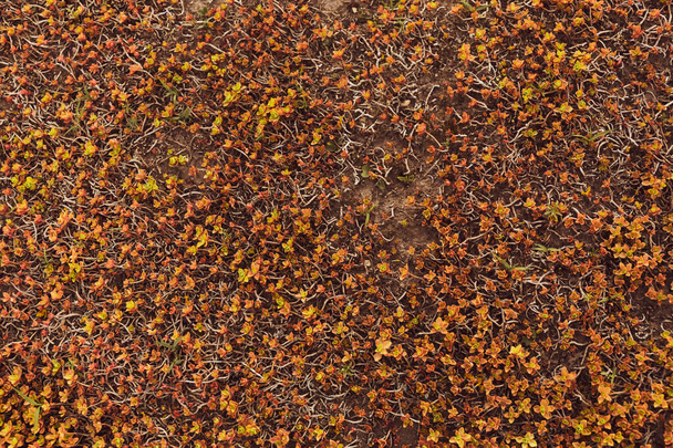 Sedum album korálový koberec oranžové šťavnaté rostlinné pozadí. Sedum tetractinum na povrchu. Zahradní úpravy. Dekorativní barevná bylina. Nízká. Krásný vzor. Přirozená abstrakce. - Fotografie, Obrázek