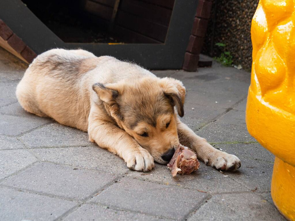 ホームレス、モングレル、空腹の子犬は、歩道のタイルの上に骨と肉の一片を貪欲に食べます。ストリート動物のためのヘルプ。犬ハンターによる餌の使用、捕獲、中毒、野生の犬の殺害の概念. - 写真・画像