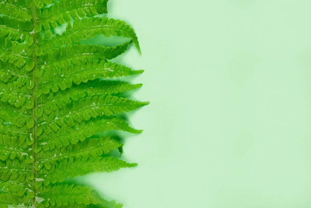 緑の新鮮なシダやコピースペースで葉をブラケット植物と自然背景。選択的フォーカス。葉裏 - 写真・画像
