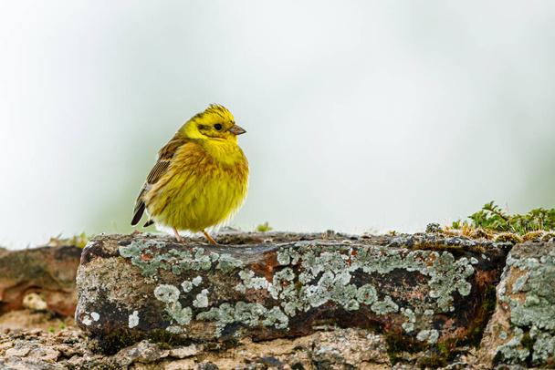 Ένα κιτρινισμένο πουλί στην άγρια φύση - Φωτογραφία, εικόνα
