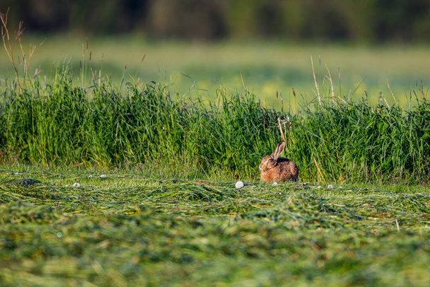 Divoký zajíc na poli - Fotografie, Obrázek