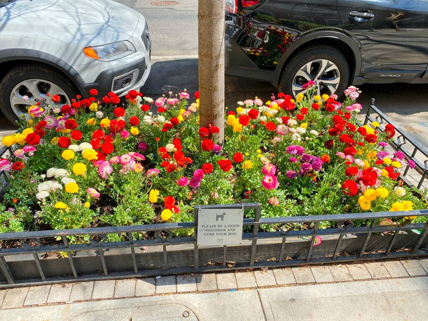 New York, NY, USA - May 24, 2021: Curbside flower bed surrounded by small fence on a Manhattan street - Foto, Bild